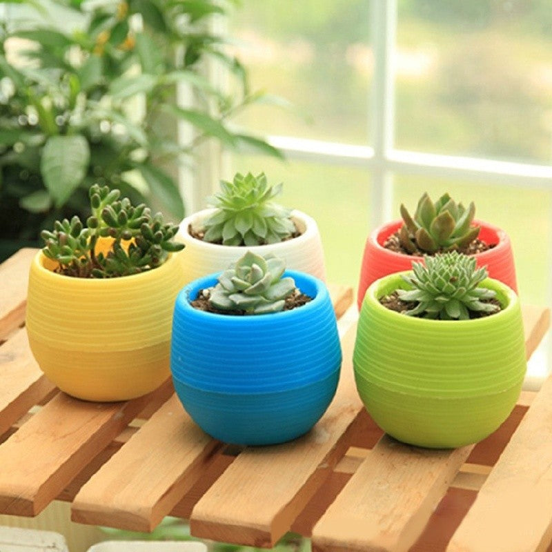 Flower Pot Plant